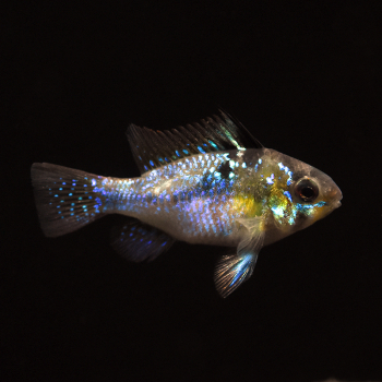 Schmetterlingsbuntbarsch, Papiliochromis ramirezi